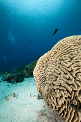 Braincoral and fish in the Red Sea.