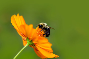 single bee on orange flower