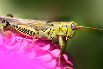 grasshopper on the flowering plant
