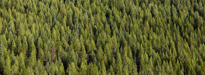 Panoramic view of pine trees