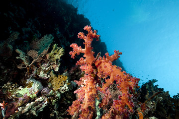 Fototapeta na wymiar Coral and fish in the Red Sea.