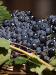 Cesto de vendimia en Toro (Zamora)