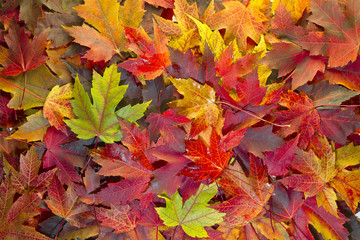 Naklejka na ściany i meble Maple Leaves Mixed Fall Colors Background 2