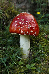 Fly Agaric