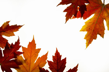 Obraz na płótnie Canvas Maple Leaves Mixed Fall Colors Backlit 2