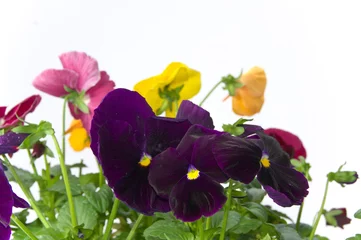 Fototapete Pansies Bundle of pansies on isolating background  © KorwelPhoto