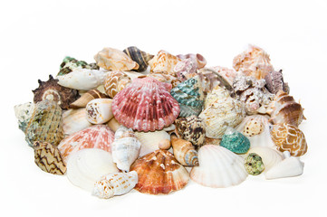 Sea shells arranged on isolating background