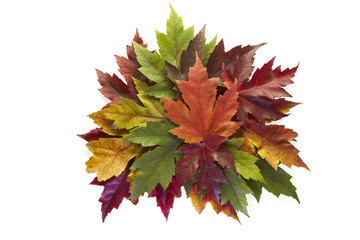 Maple Leaves Mixed Fall Colors Autumn Wreath