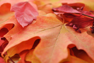 fall background with colorful leaves close up