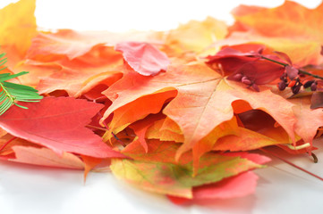Fototapeta na wymiar autumn background with colorful leaves close up