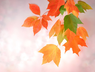 Colorful autumn leaves