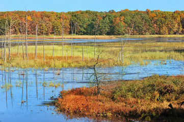 Autumn forest on the lake.