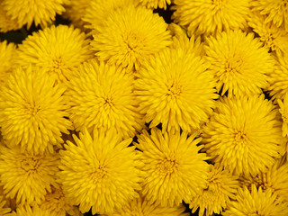 菊の花