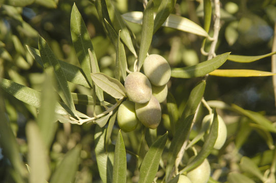 Olivo 4
