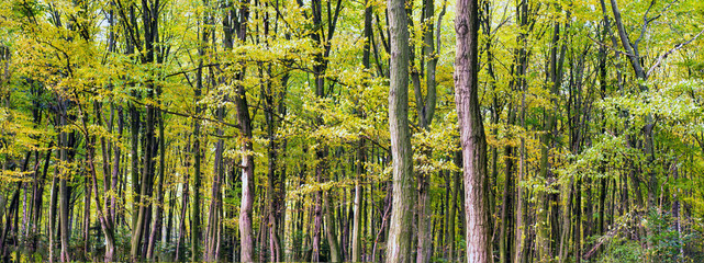 Obraz premium forest