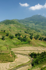 Sapa Rice Paddy, Vietnam