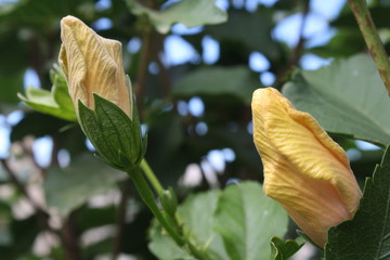 Hibiscus,Gran Canaria © Stephan von Mikusch