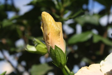 Hibiscus,Gran Canaria © Stephan von Mikusch