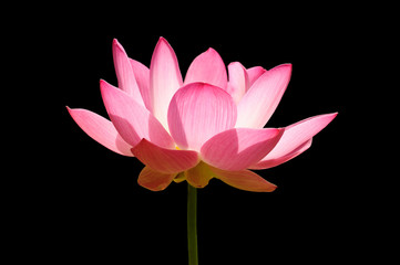 Pink Lotuson Black background