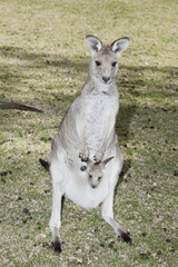 kangaroo