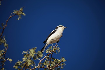 Vogel auf Ast