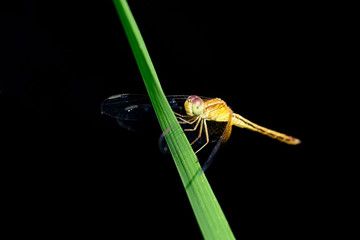 Dragonfly on Black Background
