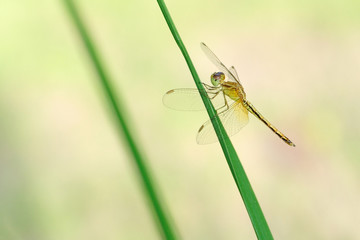 Dragonfly on Black Background