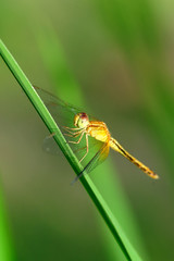 Dragonfly at Rest