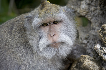 monkey from bali