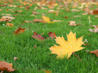 Herbstblatt