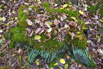 france,île de france,78 : forêt de rambouillet en automne