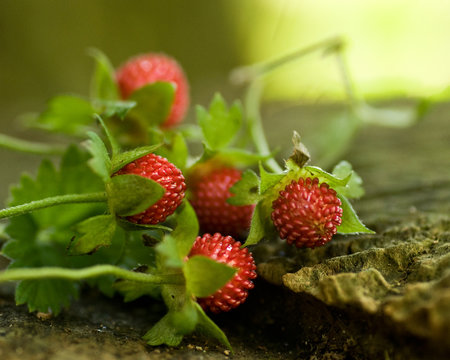 fraisier des indes