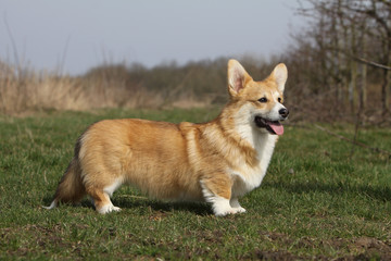 magnifique welsh corgi pembroke de profil © Dogs