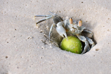 Krabbe mit Kugel