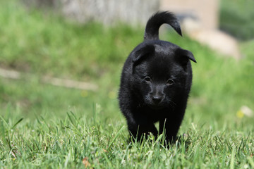 chiot schipperke de face