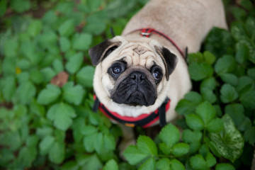 pug