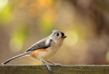Tufted Titmouse, Baeolophus bicolor