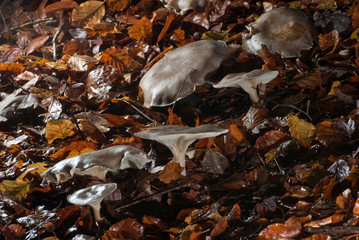 champignons des bois 1