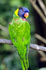 Rainbow Lorikeet
