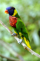 Rainbow Lorikeet