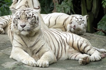 White Tiger