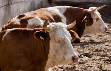 cow