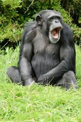 Chimpanzee