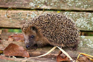 Igel