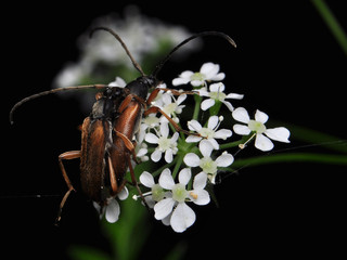Wiecheć płowy, pruchnowy Alosterna tabacicolor © Gucio_55