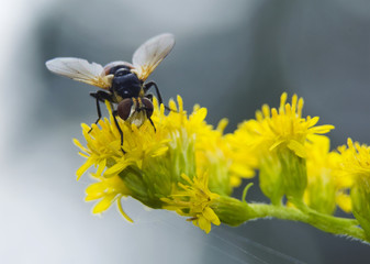 Trzmielówka lesna Volucella pellucens © Gucio_55