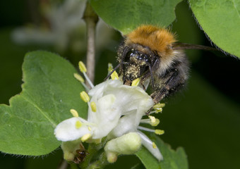 Trzmiel Bombus