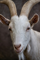 koza © Radoslaw Maciejewski
