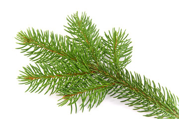 fir branche Christmas decoration on white background