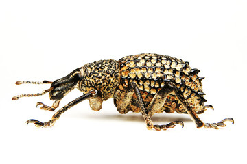 Australian weevil